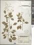 Amyris sp.