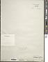Anabaena oscillarioides
