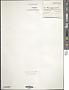Anacystis montana