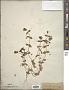 Anagallis arvensis L.