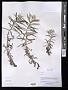 Anaphalis sp.