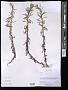 Anaphalis sp.