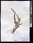 Anaphalis sp.