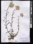 Anaphalis sp.