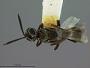 Anastatus japonicus