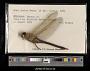 Anax junius