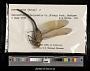 Anax junius