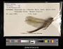 Anax junius