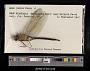 Anax junius