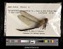 Anax junius