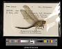 Anax junius