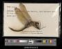 Anax junius
