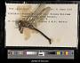 Anax junius