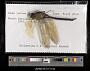 Anax junius