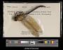 Anax junius
