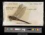 Anax junius