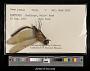 Anax junius