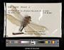 Anax junius