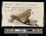 Anax junius
