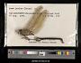 Anax junius