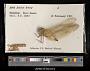 Anax junius