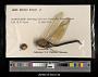 Anax junius