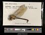 Anax junius