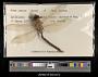Anax junius