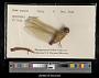 Anax junius