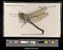Anax junius