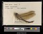 Anax junius