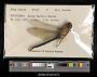 Anax junius