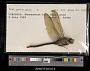 Anax junius