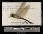 Anax junius