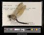 Anax junius