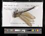 Anax junius