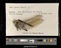 Anax junius