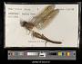 Anax junius