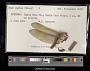 Anax junius