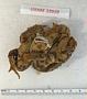 Anaxyrus americanus