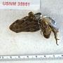 Anaxyrus americanus