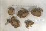Anaxyrus punctatus