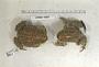 Anaxyrus terrestris