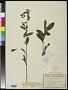 Anchusa sellowiana Cham.