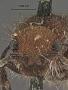 Ancistrocerus caenothi kamloopsensis