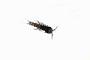 Ancorabolidae