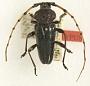 Andraegoidus laticollis