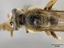 Andrena argemonis
