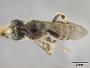 Andrena aureocincta