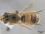 Andrena prunorum